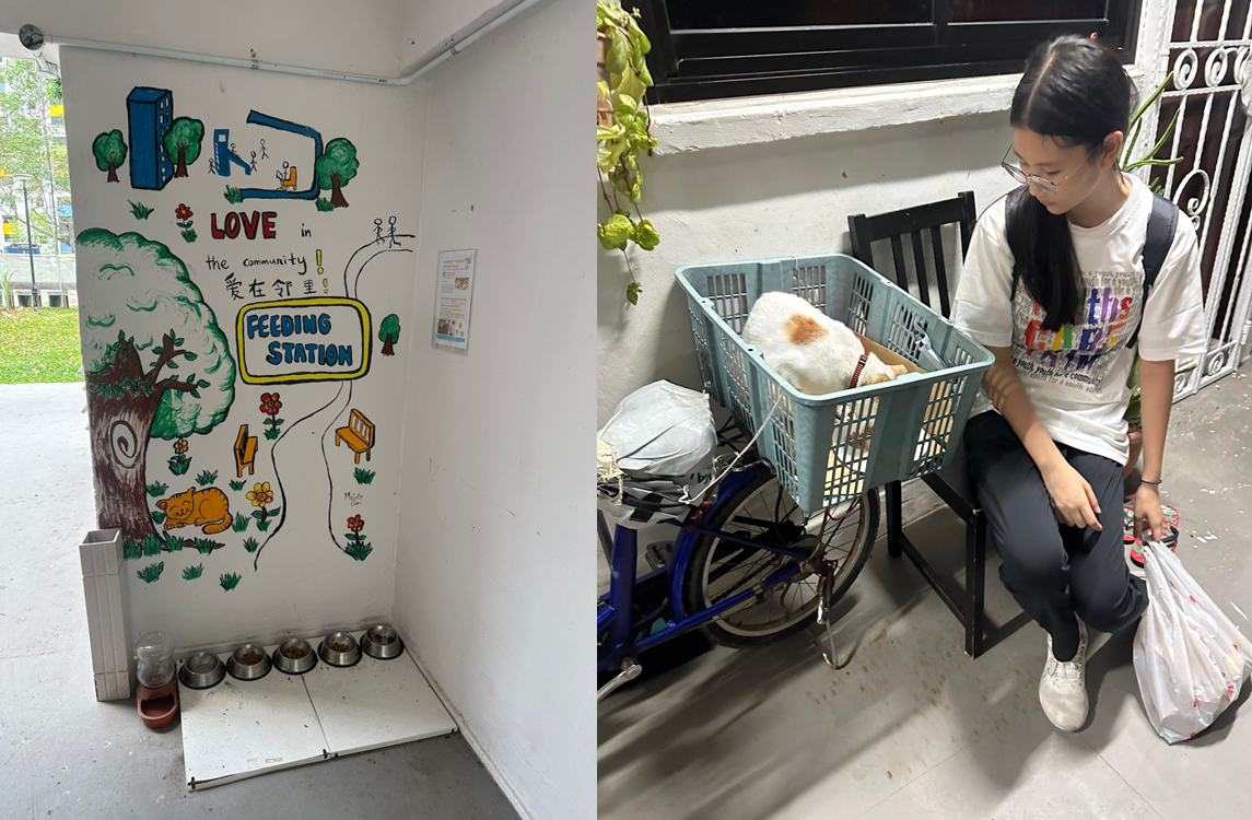 Community cats feeding corner